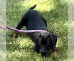 Small #3 Boxer Mix