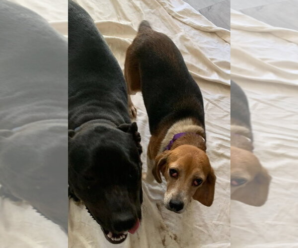 Medium Photo #5 Beagle Puppy For Sale in Dunnellon, FL, USA