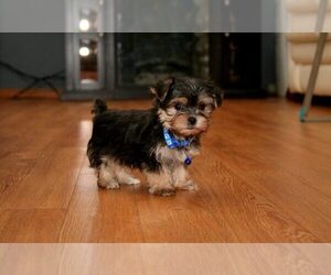 Yorkshire Terrier Puppy for sale in Vancouver, British Columbia, Canada
