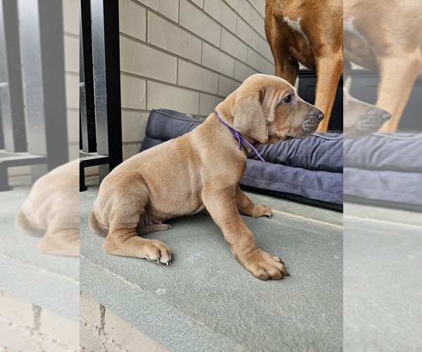 Medium Photo #3 Rhodesian Ridgeback Puppy For Sale in BUMPASS, VA, USA