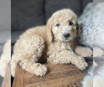 Small Photo #1 Goldendoodle Puppy For Sale in FORDLAND, MO, USA