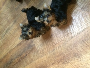 Yorkshire Terrier Puppy for sale in WEATHERFORD, TX, USA