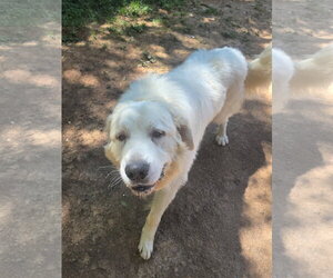 Clyde - Male Great Pyrenees-Unknown Mix Dog for Adoption - Photo #3