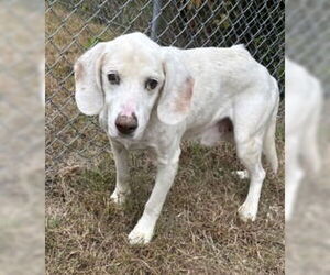 Mutt Dogs for adoption in Glen Allen, VA, USA