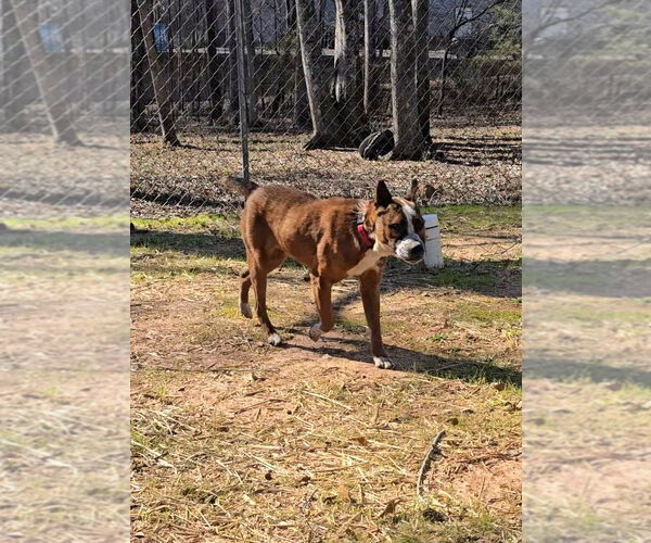 Medium Photo #12 Boston Terrier-Unknown Mix Puppy For Sale in McDonough, GA, USA