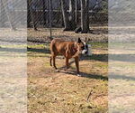 Small #11 Boston Terrier Mix