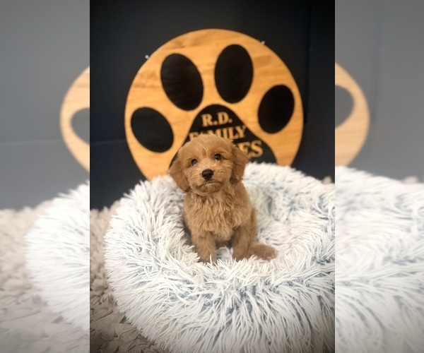 Medium Photo #5 Cockapoo (Toy) Puppy For Sale in CROSSVILLE, TN, USA