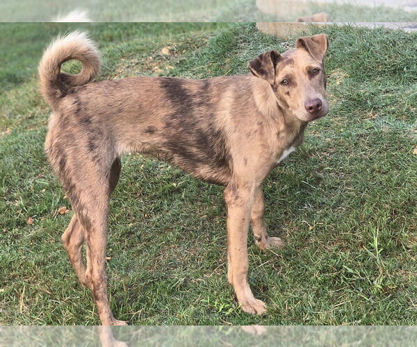 Medium Photo #4 Catahoula Leopard Dog-Unknown Mix Puppy For Sale in Boston, MA, USA