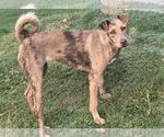 Small #3 Catahoula Leopard Dog Mix