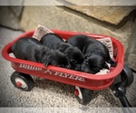 Litter of 8 - Male(s) and Female(s) Labrador RetrieverLitter of Puppies for Sale - Small photo