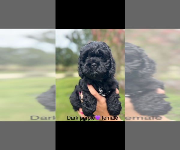 Medium Photo #3 Cock-A-Poo Puppy For Sale in STEPHENVILLE, TX, USA