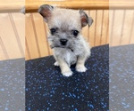 Small Photo #8 ShiChi Puppy For Sale in SAINT AUGUSTINE, FL, USA