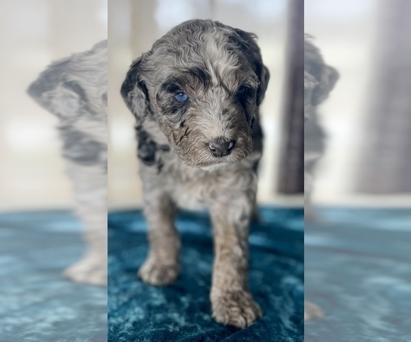 Medium Photo #7 Miniature Australian Shepherd-Miniature Bernedoodle Mix Puppy For Sale in BLUE SPRINGS, MO, USA