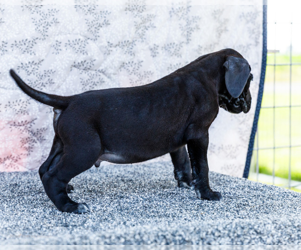 Medium Photo #12 Great Dane Puppy For Sale in WAKARUSA, IN, USA