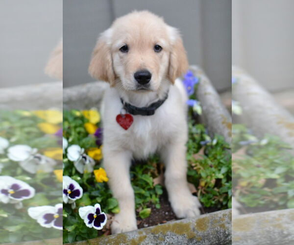 Medium Photo #1 Golden Retriever Puppy For Sale in Enfield, CT, USA