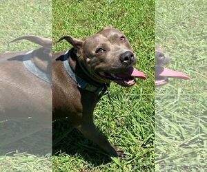 American Pit Bull Terrier-Unknown Mix Dogs for adoption in Virginia Beach, VA, USA