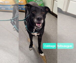 Labrador Retriever-Retriever Mix Dogs for adoption in Richmond, IN, USA