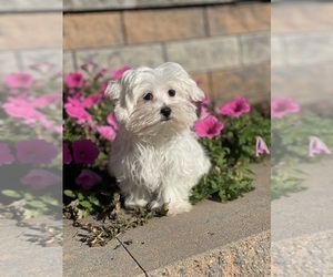 Maltese Puppy for sale in CANOGA, NY, USA