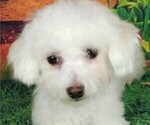 Image preview for Ad Listing. Nickname: NELLIE