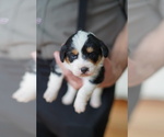 Small Photo #2 Cardigan Welsh Corgi-Poodle (Miniature) Mix Puppy For Sale in FREDERICK, MD, USA