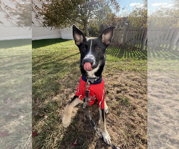 Medium Photo #4 Mutt Puppy For Sale in Rockville, MD, USA