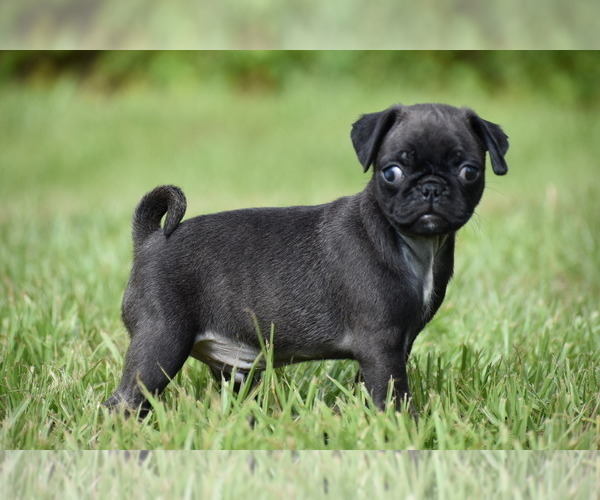 Medium Photo #6 Pug Puppy For Sale in PALM COAST, FL, USA