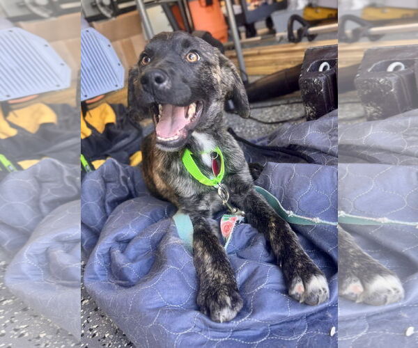 Medium Photo #2 Mutt Puppy For Sale in Royal Palm Beach, FL, USA