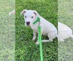 Small Photo #3 Dogo Argentino Puppy For Sale in KATY, TX, USA