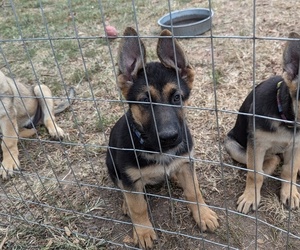 German Shepherd Dog Puppy for sale in GENTRY, AR, USA