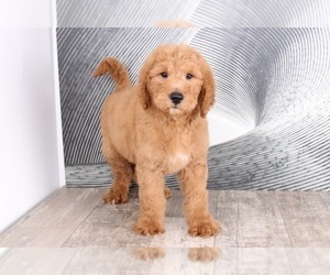 Goldendoodle Puppy for sale in WESTPOINT, IN, USA