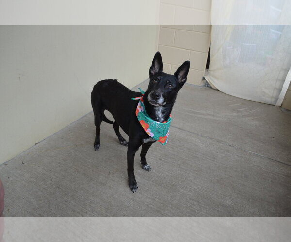 Medium Photo #1 Mutt Puppy For Sale in McKinney, TX, USA