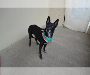 Mutt Dogs for adoption in McKinney, TX, USA