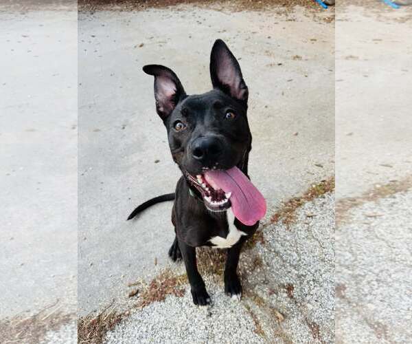 Medium Photo #3 Mutt Puppy For Sale in Houston, TX, USA