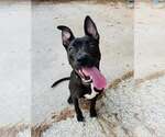 Small #2 Mutt
