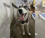 Small #1 Huskies  Mix