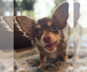 Father of the Chihuahua puppies born on 05/17/2025