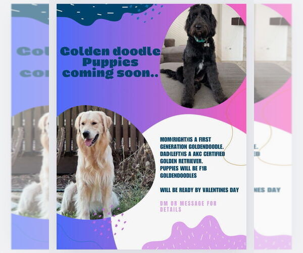 Medium Photo #9 Goldador Doodle Puppy For Sale in INDIO, CA, USA
