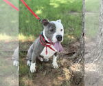 Small #4 Mutt