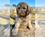 Small #4 Poodle (Standard)