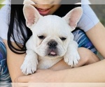 Small Photo #1 French Bulldog Puppy For Sale in FREMONT, CA, USA