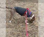 Small Photo #2 American Pit Bull Terrier Puppy For Sale in Williamsburg, IA, USA