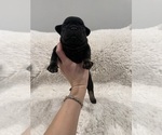 Small #3 French Bulldog