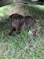 Labrador Retriever Puppy for sale in MIDDLETOWN, IA, USA