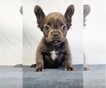 Small #1 French Bulldog