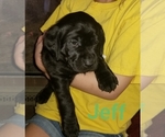 Small Photo #3 Labrador Retriever Puppy For Sale in MANKATO, MN, USA