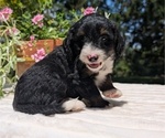 Small #4 Miniature Bernedoodle