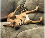 Small #5 Redbone Coonhound Mix