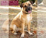 Small #3 Labrador Retriever Mix
