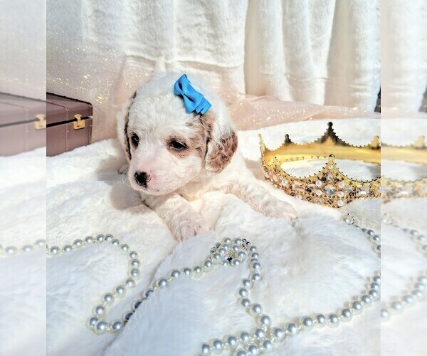 Medium Photo #87 Goldendoodle (Miniature) Puppy For Sale in GASTONIA, NC, USA