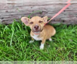 Chihuahua Dogs for adoption in San Antonio, TX, USA